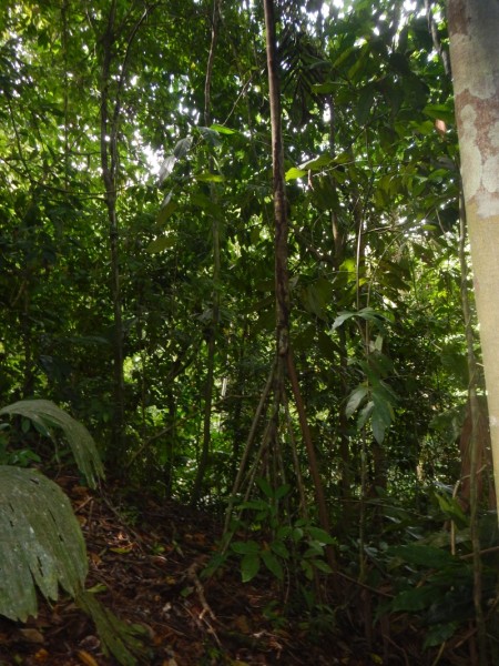 (Die Palme mit den drei Beinen in der Mitte)